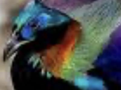 Impeyan monal pheasant