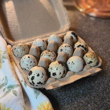 Jumbo Quail Eggs