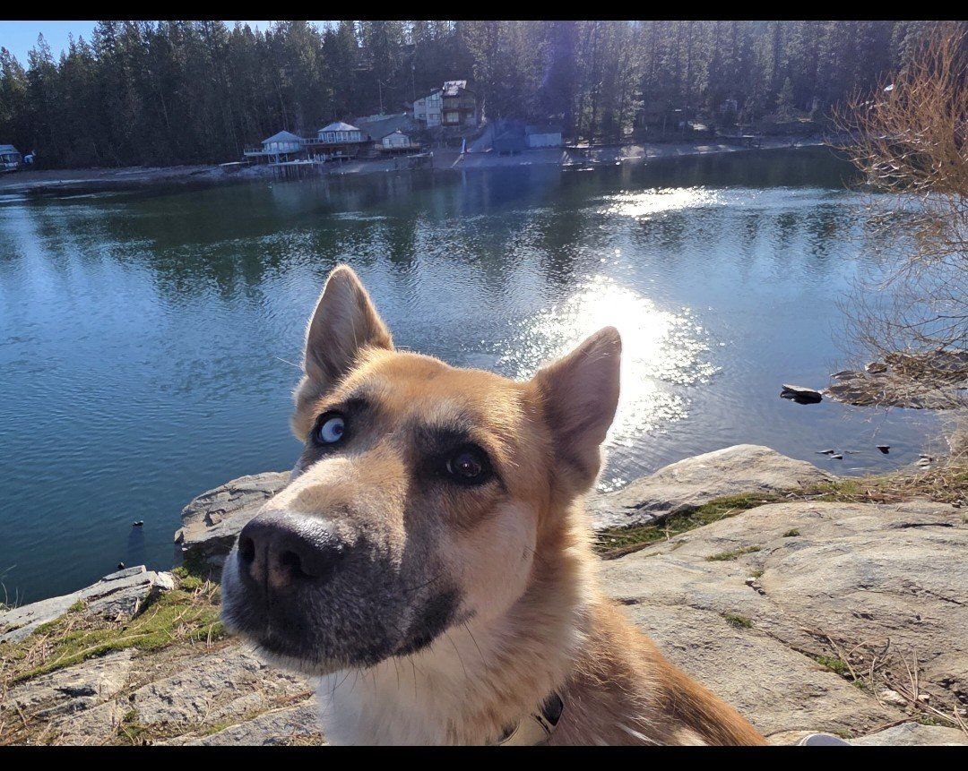 German Shepard Husky mix