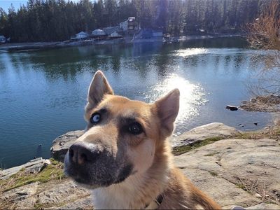 German Shepard Husky mix