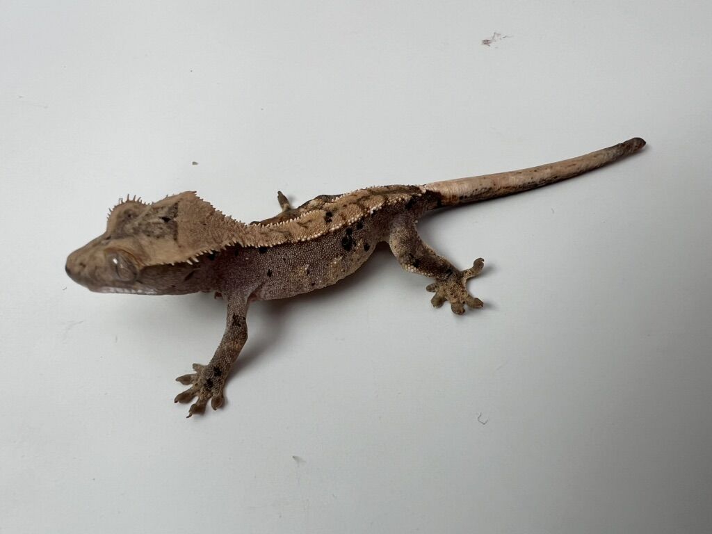 Cute Crested Gecko