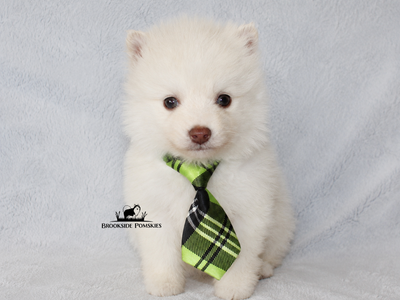 Potty Trained Pomsky Puppy Ready Now Pomeranian Siberian Husky Mix Charting to be 15-20 lbs full grown