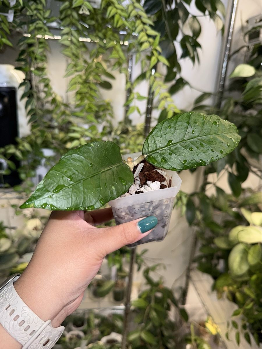 Hoya aff clemensiorum (sp Sumatra) - Plant