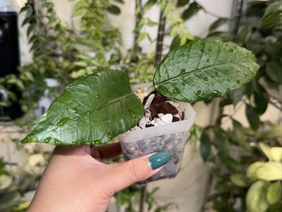 Hoya aff clemensiorum (sp Sumatra) - Plant