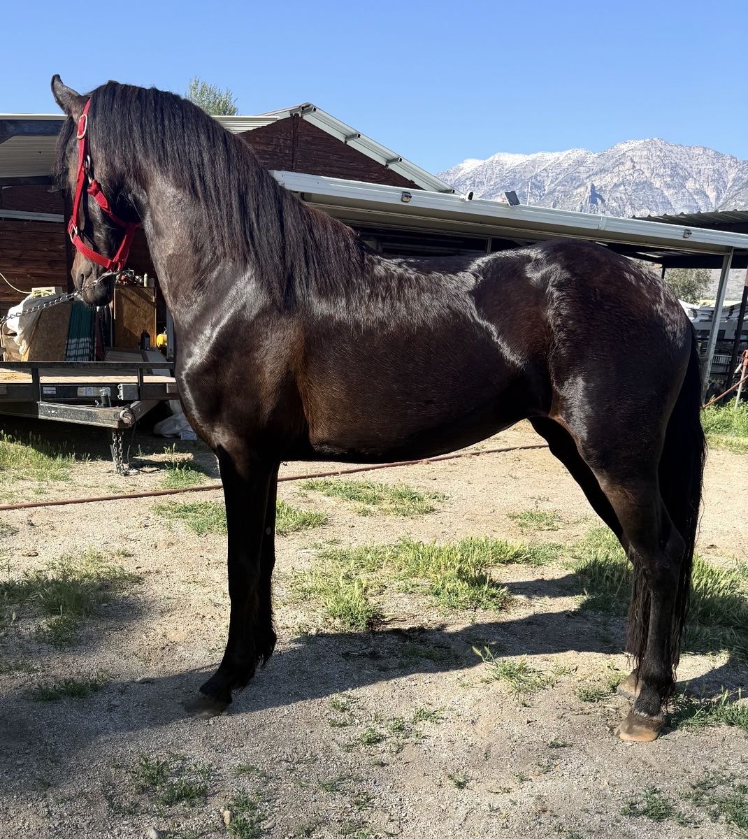 Beautiful warlander Dark Bay Horse, Well-Mannered & Healthy, Ready for a New Home 3 years in August 25  63tall