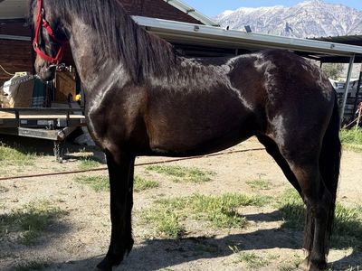 Beautiful warlander Dark Bay Horse, Well-Mannered & Healthy, Ready for a New Home 3 years in August 25 63tall