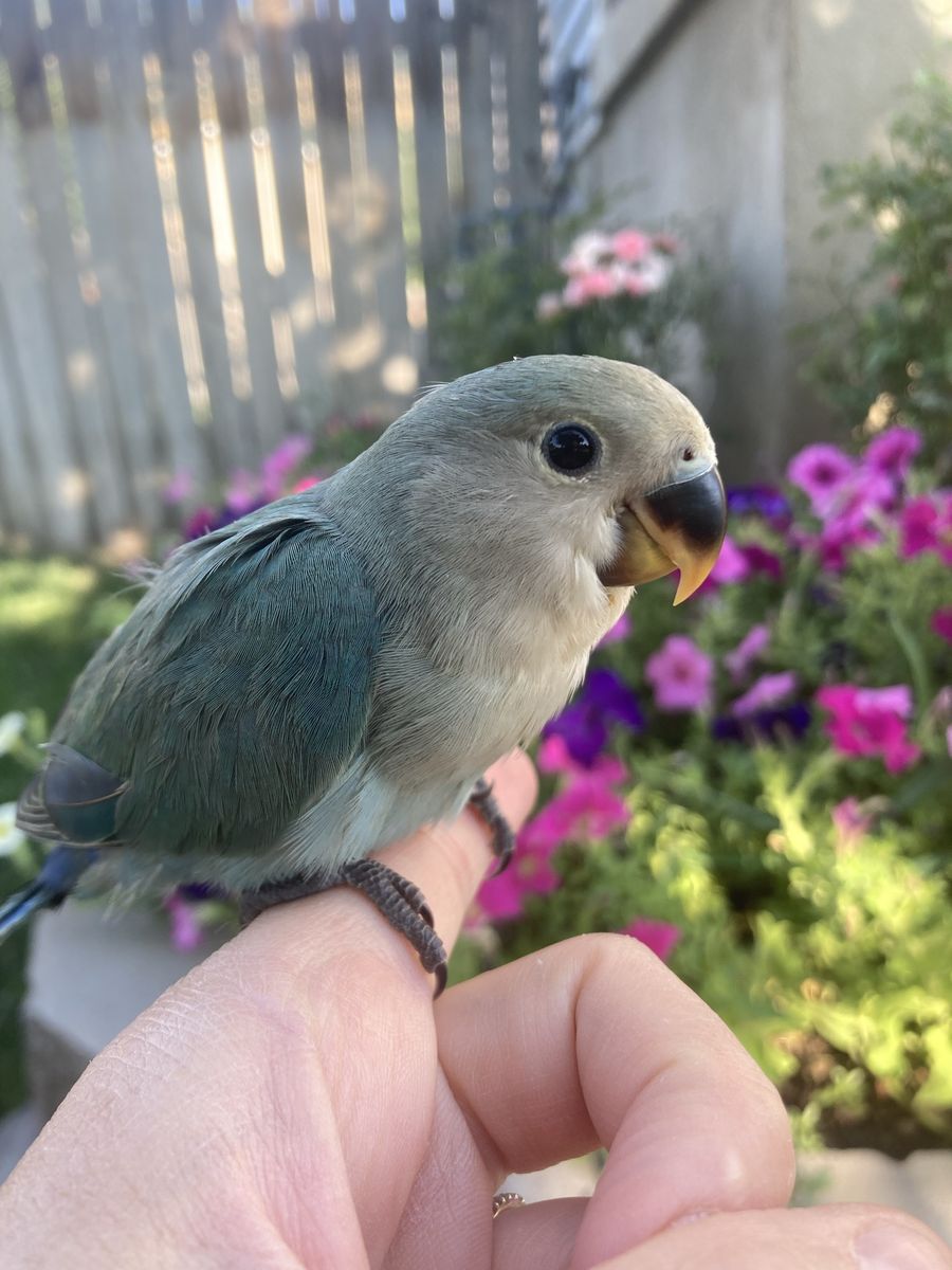 Hand Fed TAME Baby Female Lovebird Peachface DNA Sexed