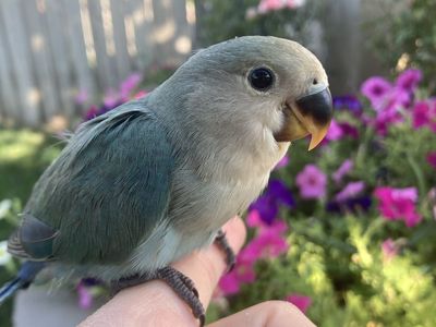 Hand Fed TAME Baby Female Lovebird Peachface DNA Sexed