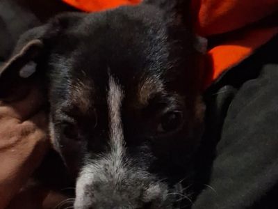 puppy's