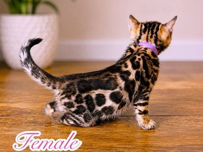 Beautiful Bengal kittens