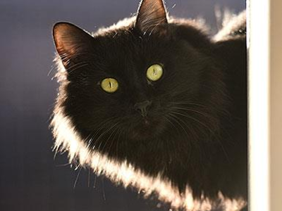 Hello my name is Pepe