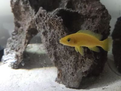 Gold/ Yellow Adult cichlids