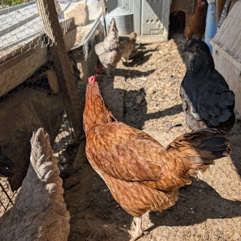 Various laying chickens