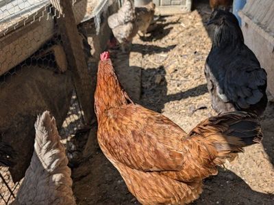 Various laying chickens
