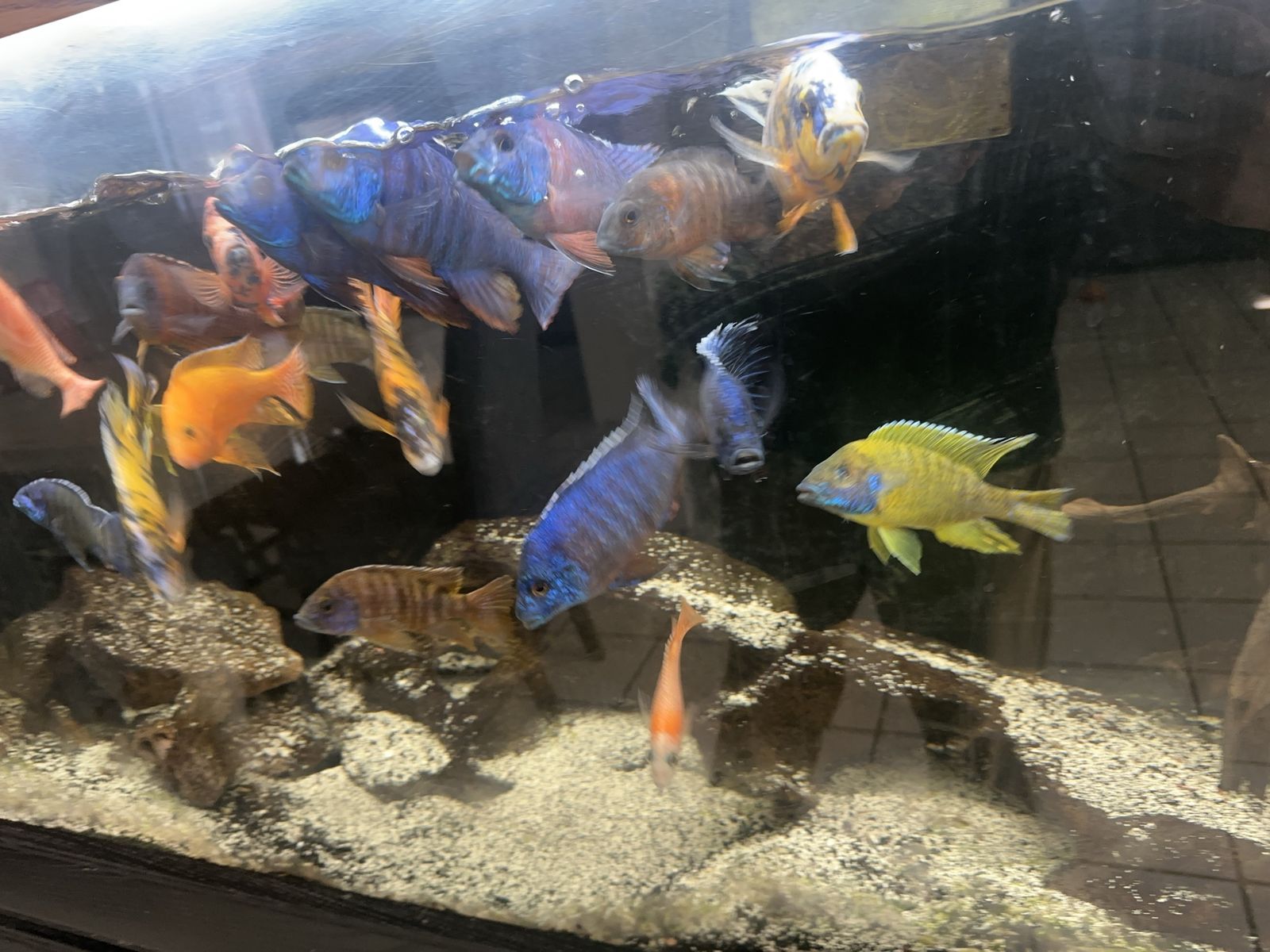 Colorful male peacock cichlids