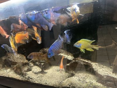 Colorful male peacock cichlids