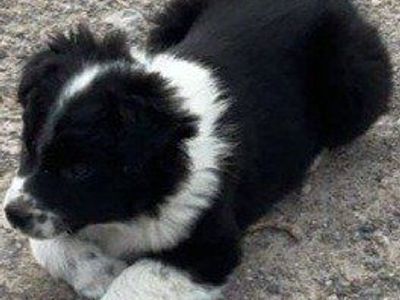 *LAST* Cutest Mini Aussie/ Border Collie Puppy