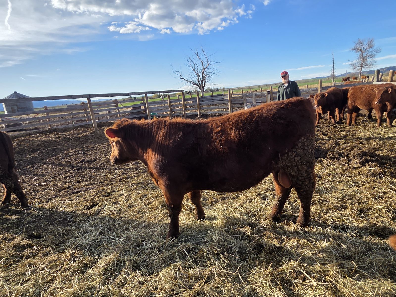 Red Angus Bulls