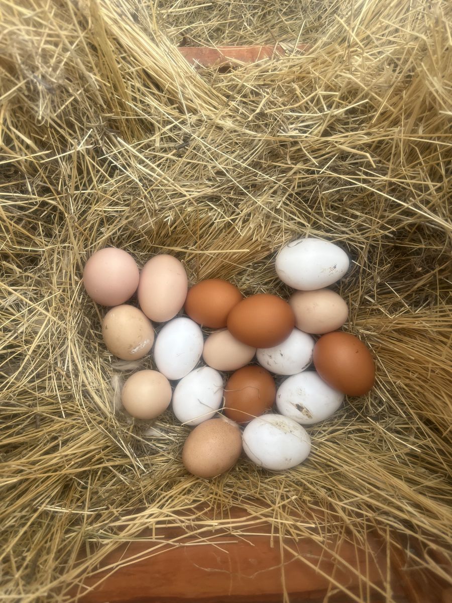 Free range fresh chicken eggs