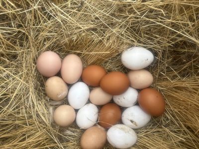 Free range fresh chicken eggs