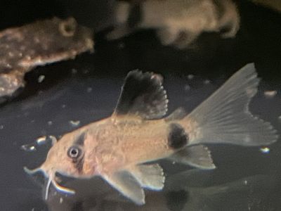 Long-Fin Corydora Catfish