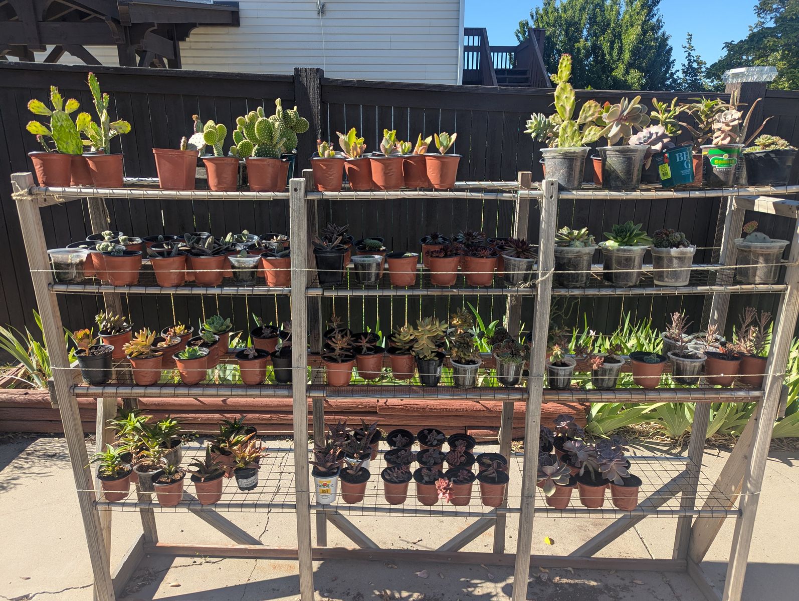 Succulents, Cactus & Aloe Vera plants