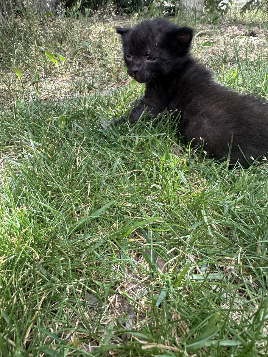 Sweet 4-Week-Old Kittens - Bottle-Fed & Ready for New Homes (Pairs Preferred)