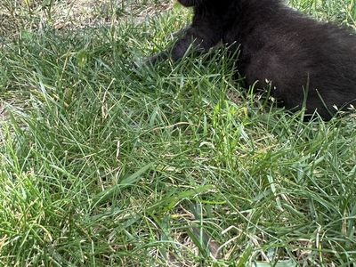 Sweet 4-Week-Old Kittens - Bottle-Fed & Ready for New Homes (Pairs Preferred)