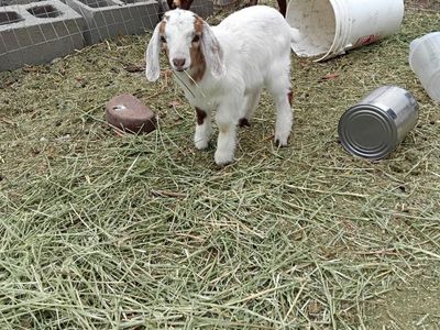 100% abga boer bucklings