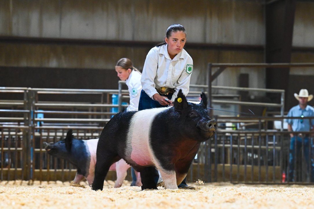 Butcher Hogs