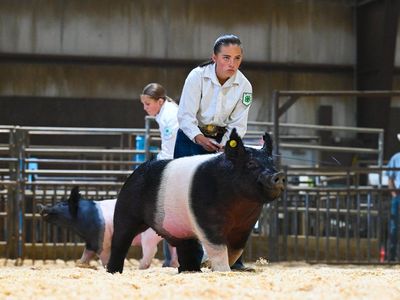 Butcher Hogs