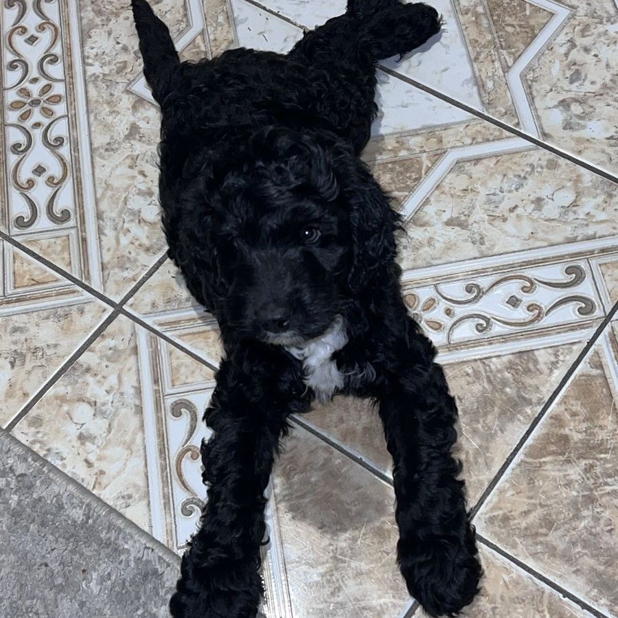 Labradoodle Puppy Male
