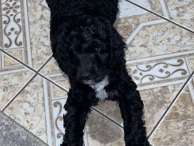 Labradoodle Puppy Male