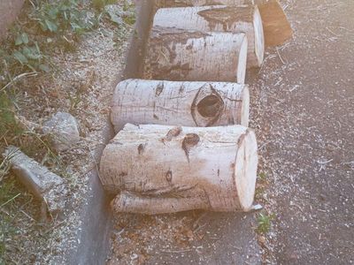 Free dry firewood cut ready