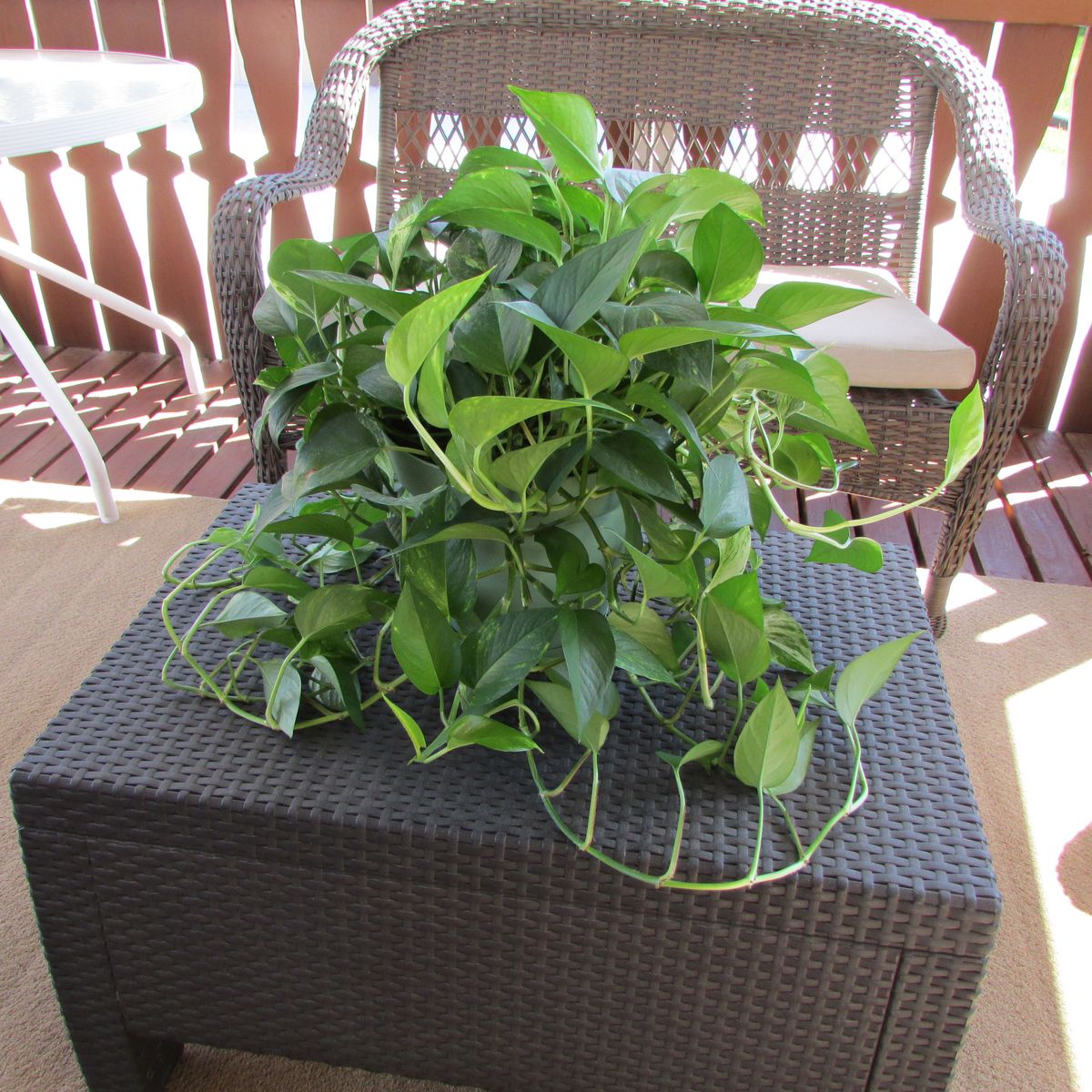 Large Healthy Philodendron Plant for 25.00