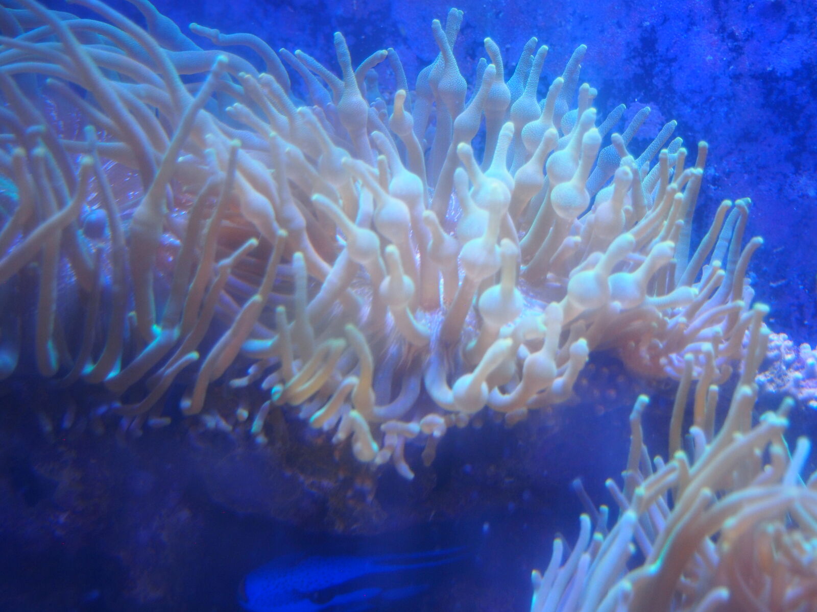 Large Bubble Tip Anemone
