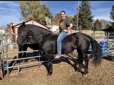 Beautiful Friesian/Morgan Cross Mare