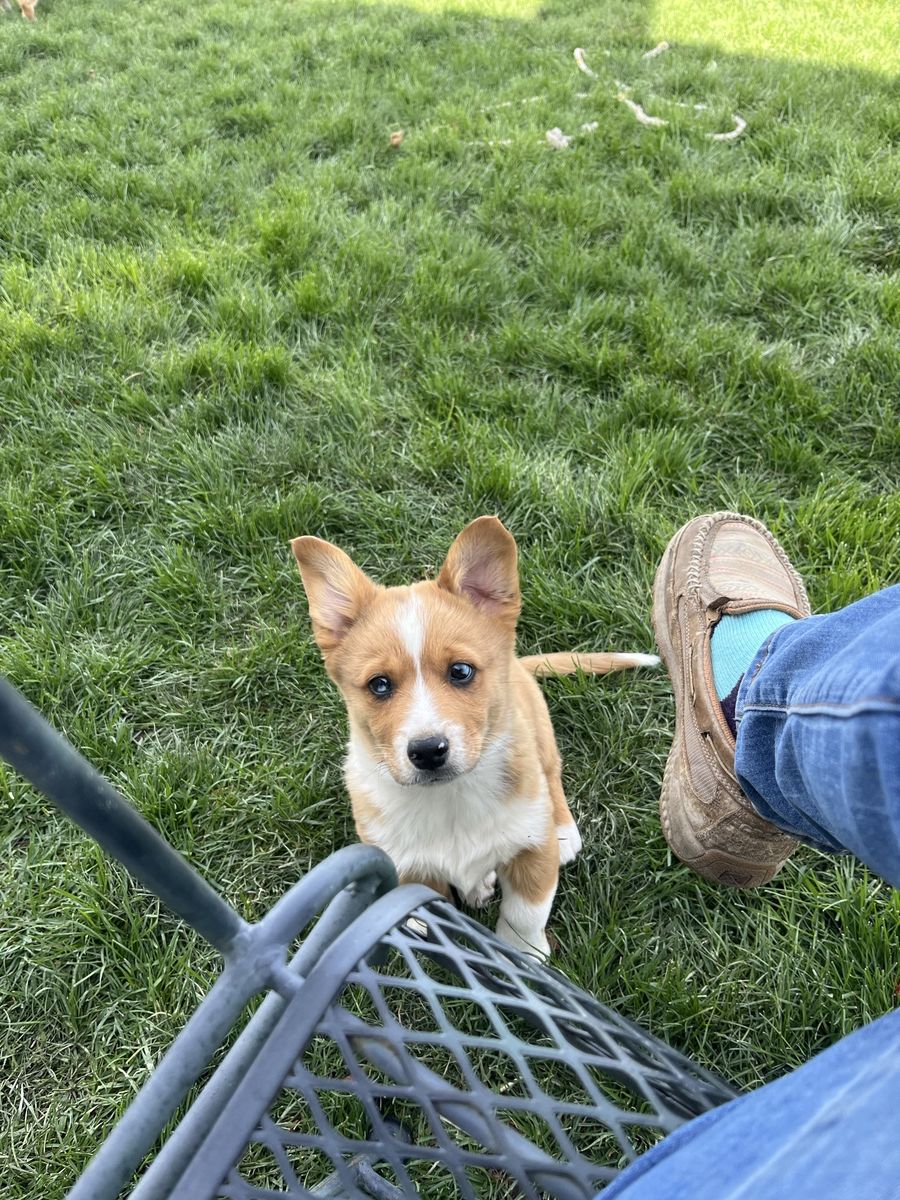 Corgis x mini Aussies = cowboy corgis