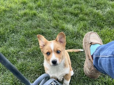 Corgis x mini Aussies = cowboy corgis