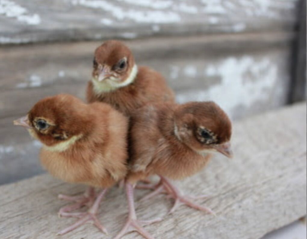 Buff Pheasant Chick 2026 Preorders