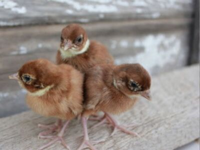 Buff Pheasant Chick 2026 Preorders