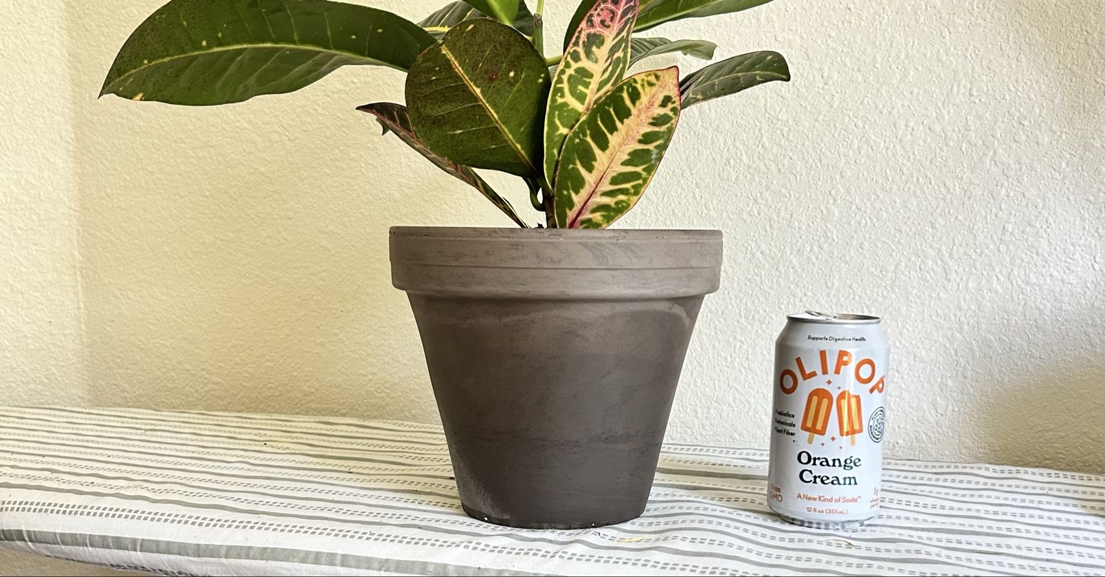 Larger Vibrant Croton Petra Houseplant in New Terra Cotta Pot - Healthy & Established