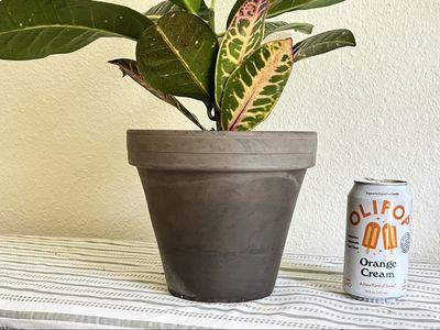 Larger Vibrant Croton Petra Houseplant in New Terra Cotta Pot - Healthy & Established