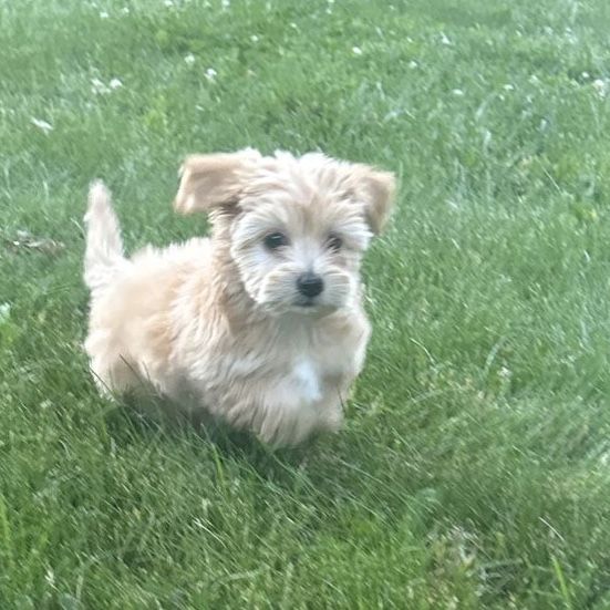 Adorable Golden Maltipoo Puppy: 8 Weeks Old Last One!!