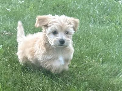 Adorable Golden Maltipoo Puppy: 8 Weeks Old Last One!!