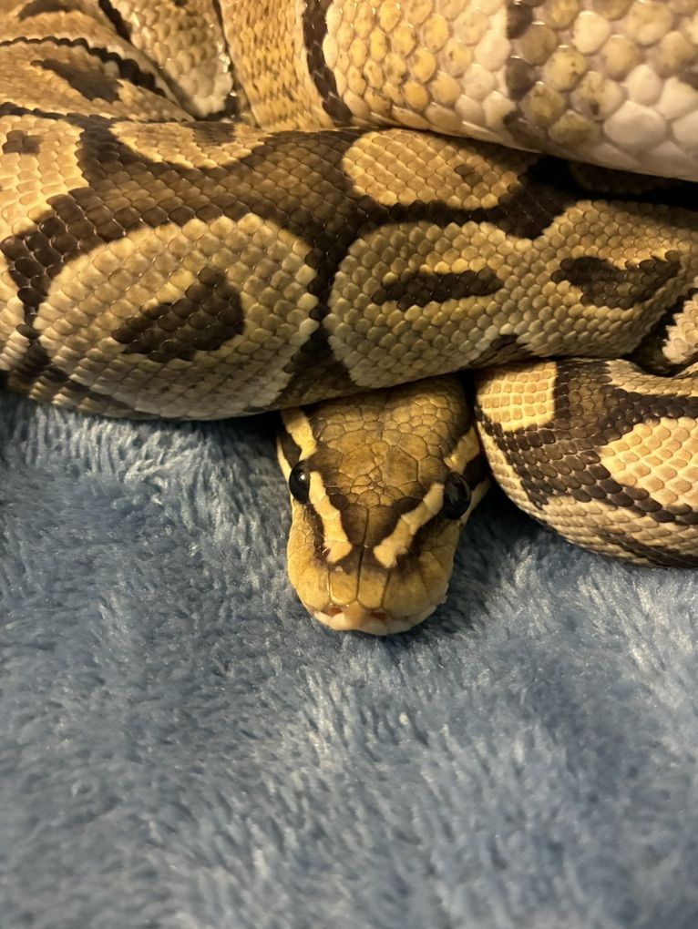 Female Ball Python
