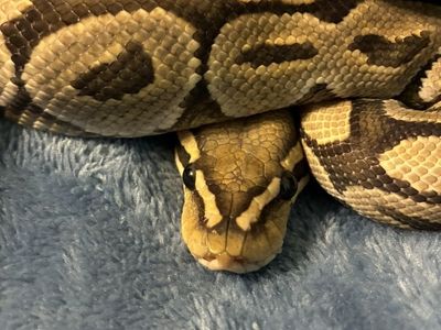 Female Ball Python