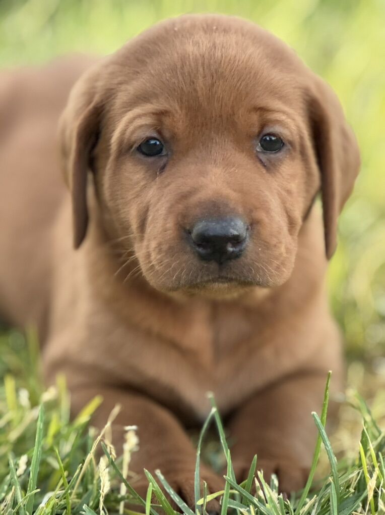 Red Lab Puppies - Future Litter