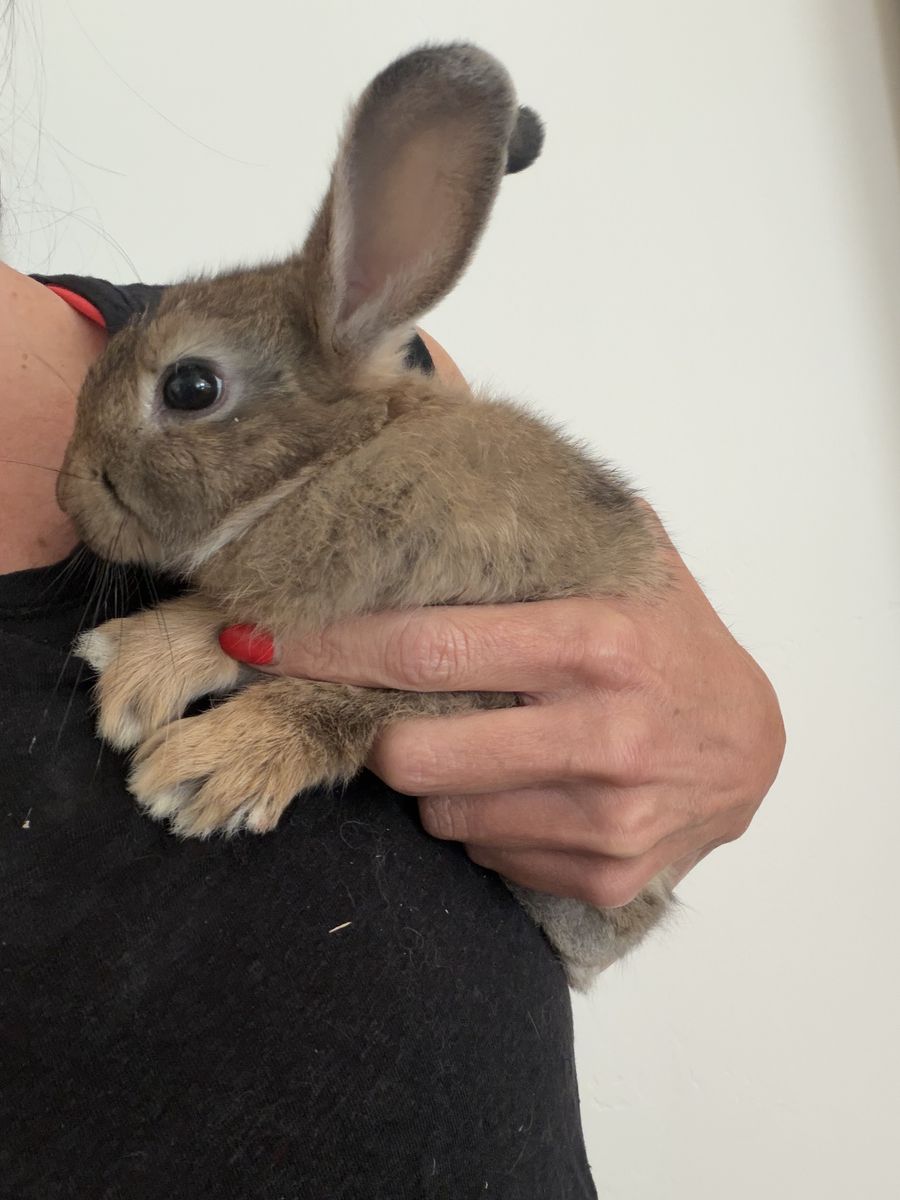 Sweet, Loving Baby Bunny  Free to a Good Home