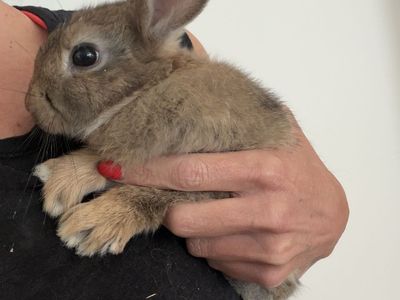 Sweet, Loving Baby Bunny Free to a Good Home
